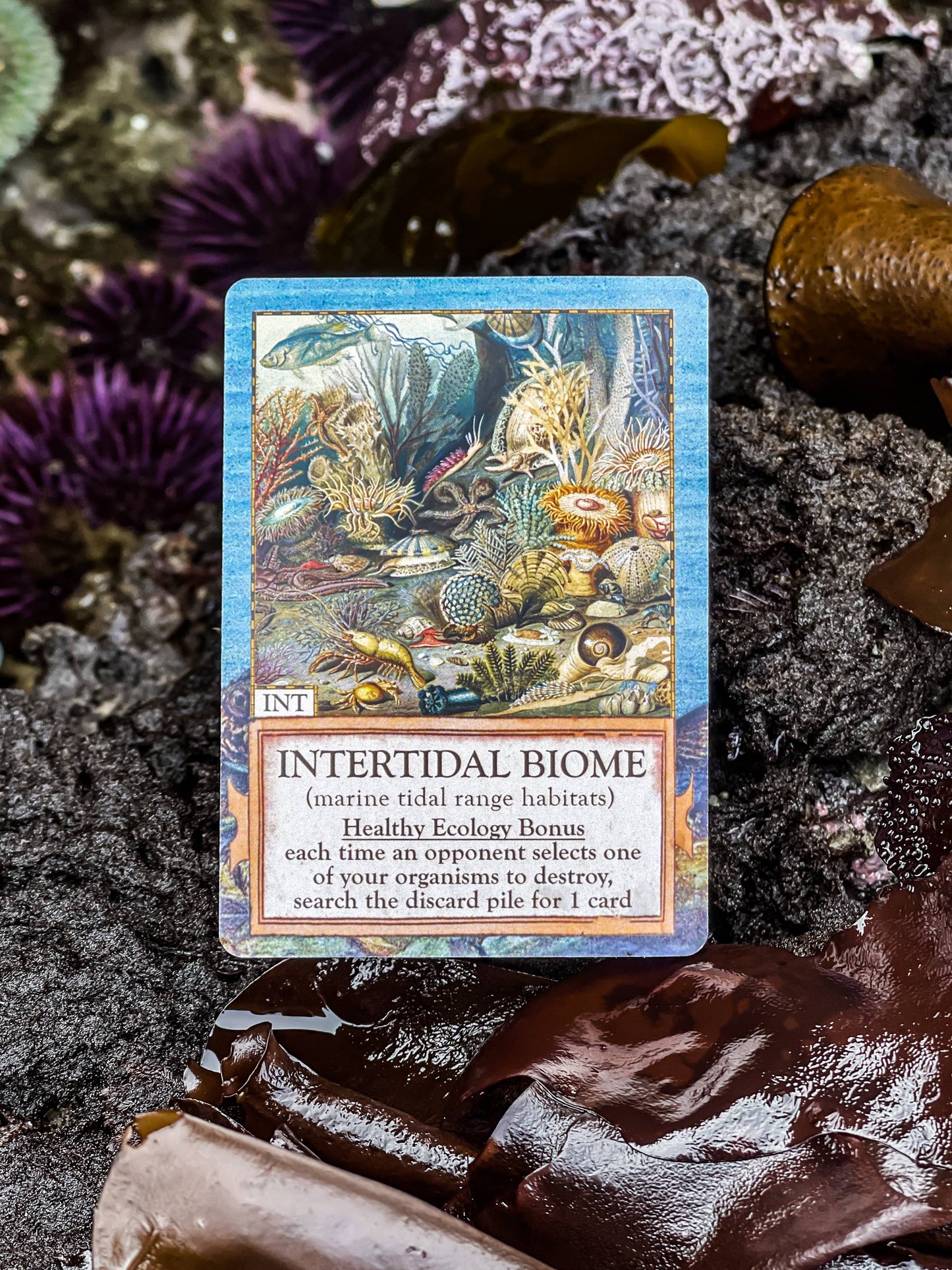 Montrose Biology - Ecologies: Hidden Habitats Card Game