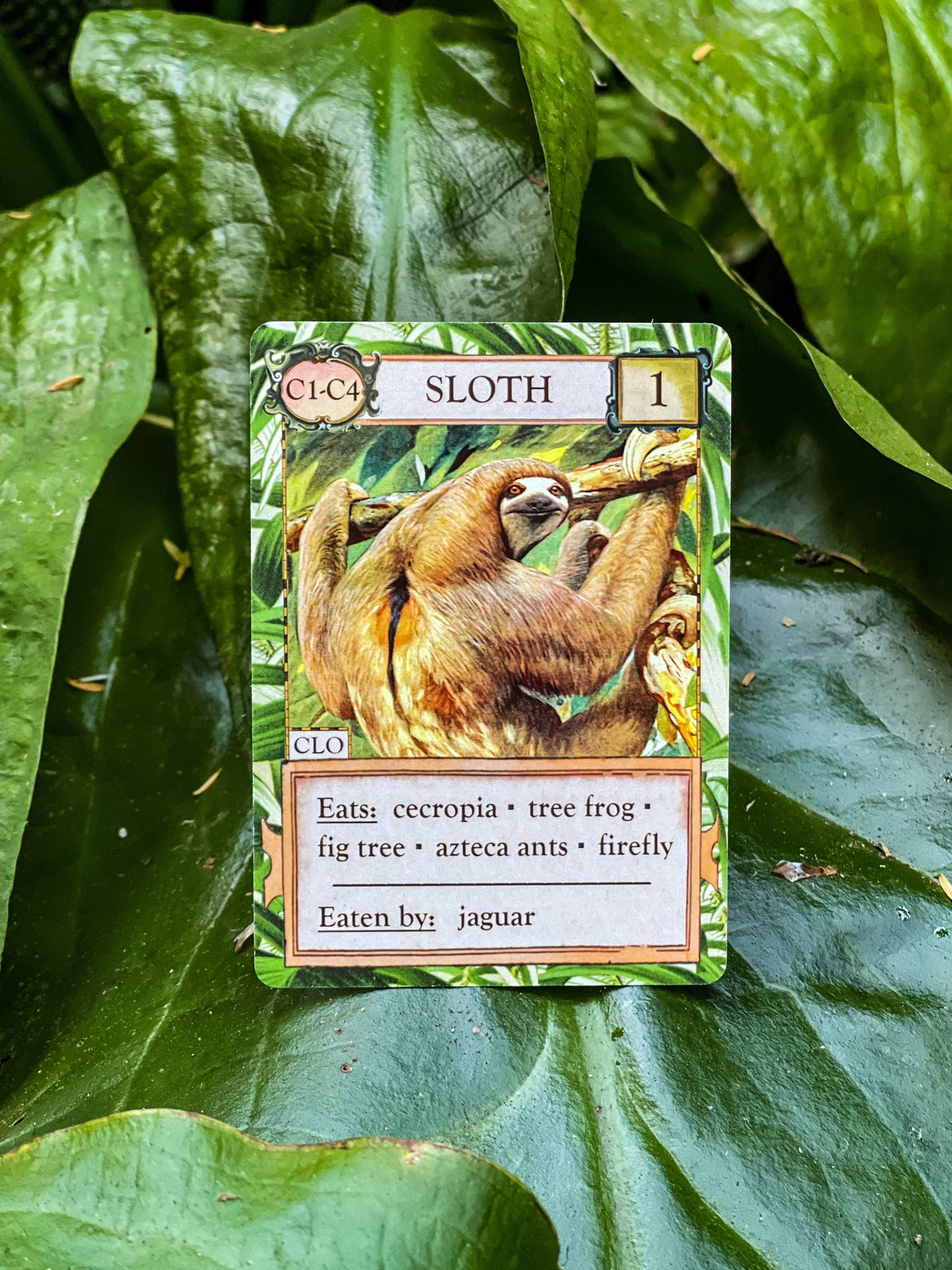 Montrose Biology - Ecologies: Hidden Habitats Card Game