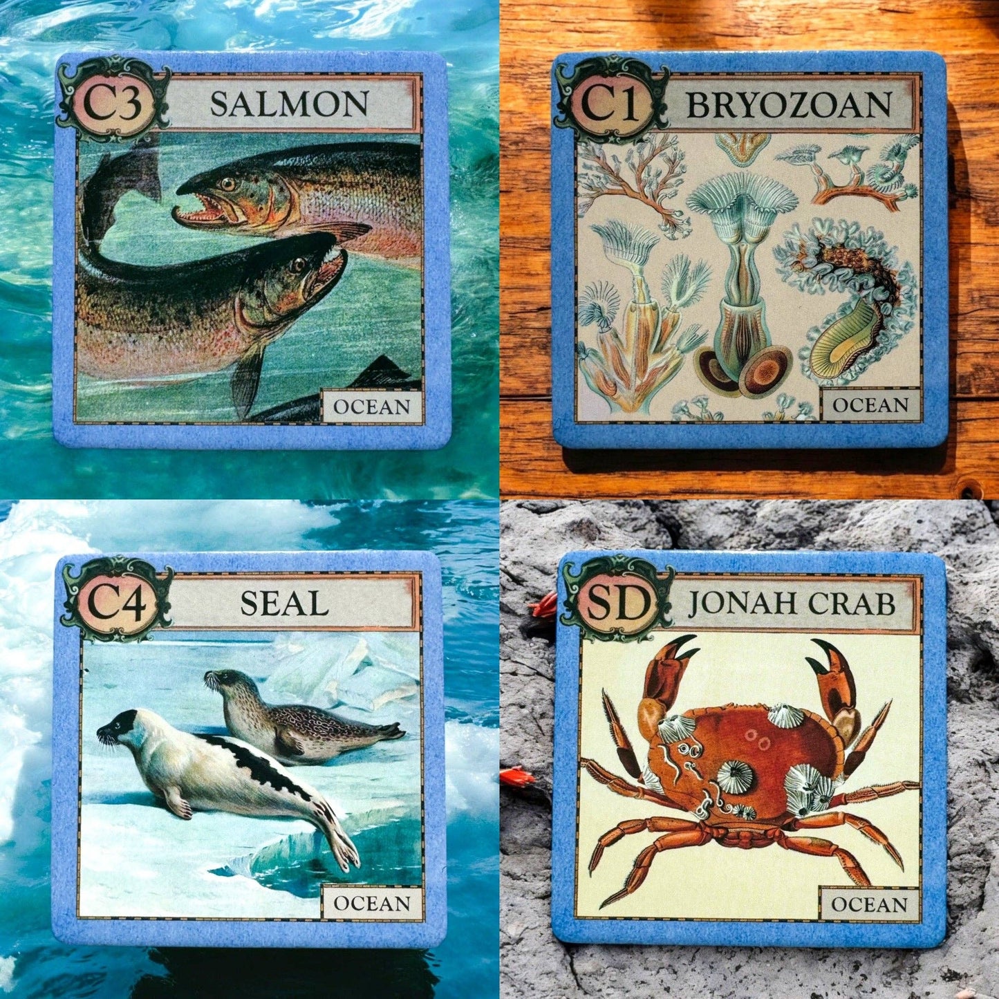 Montrose Biology - Ecologies Junior: Ocean