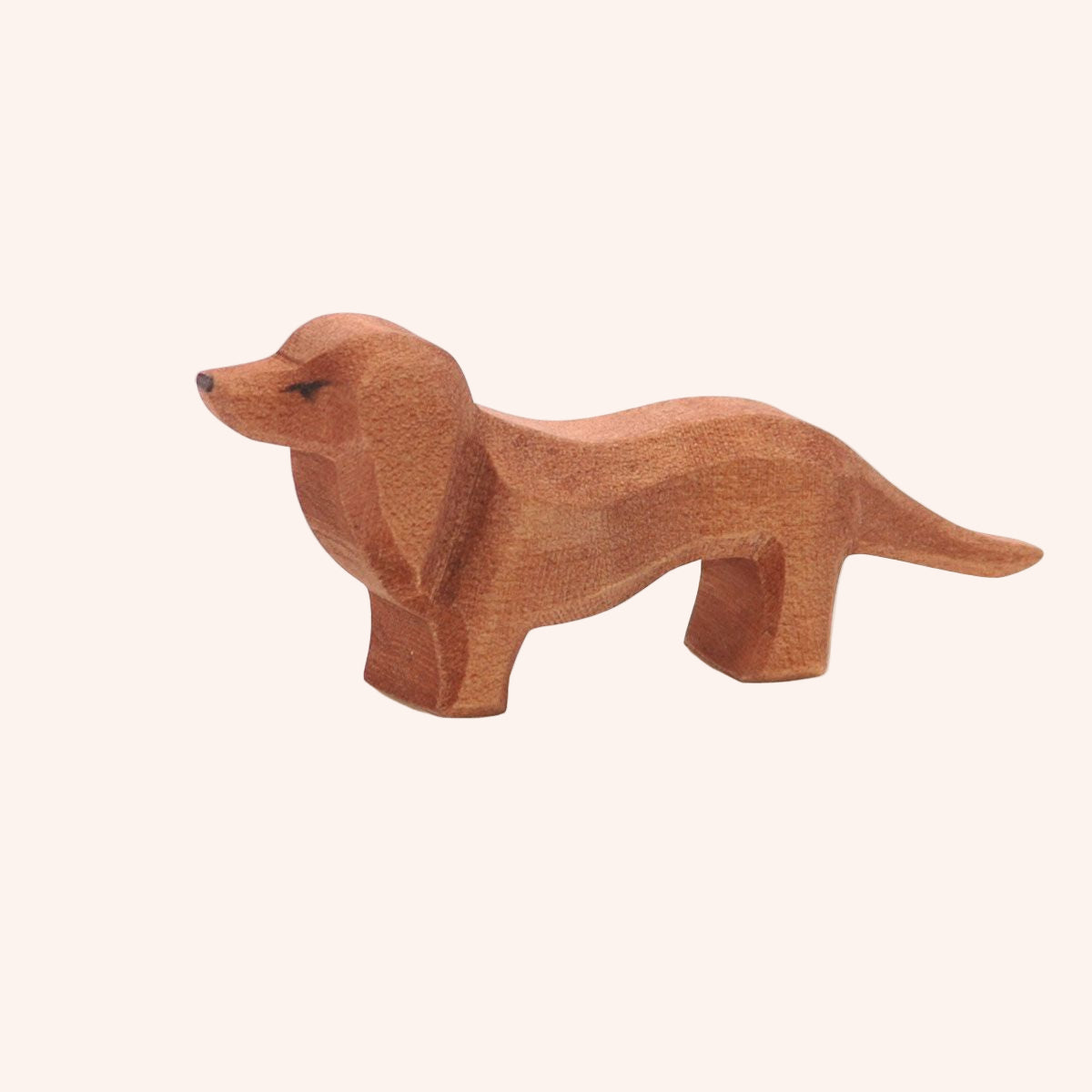Dachshund