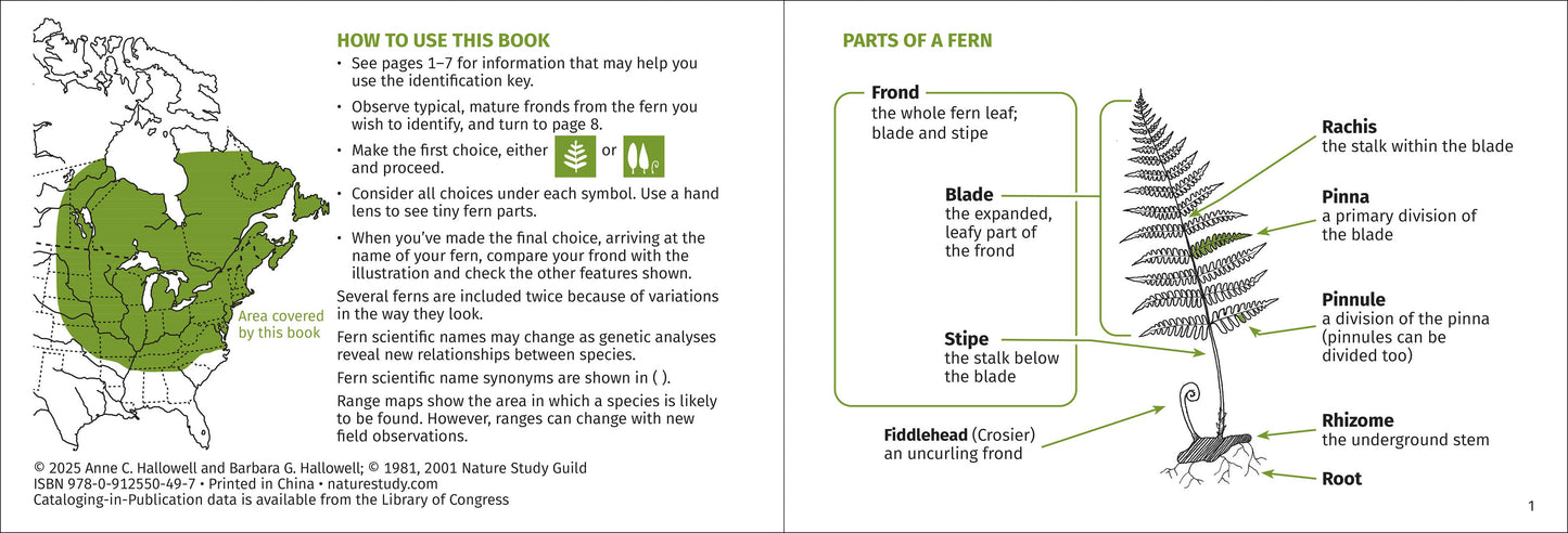 Fern Finder Eastern