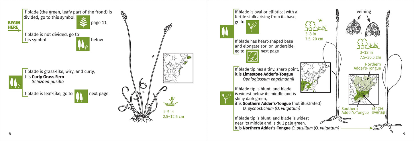 Fern Finder Eastern