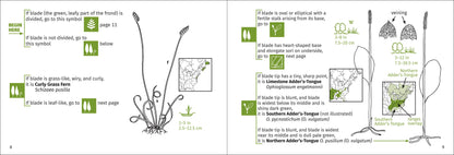 Fern Finder Eastern