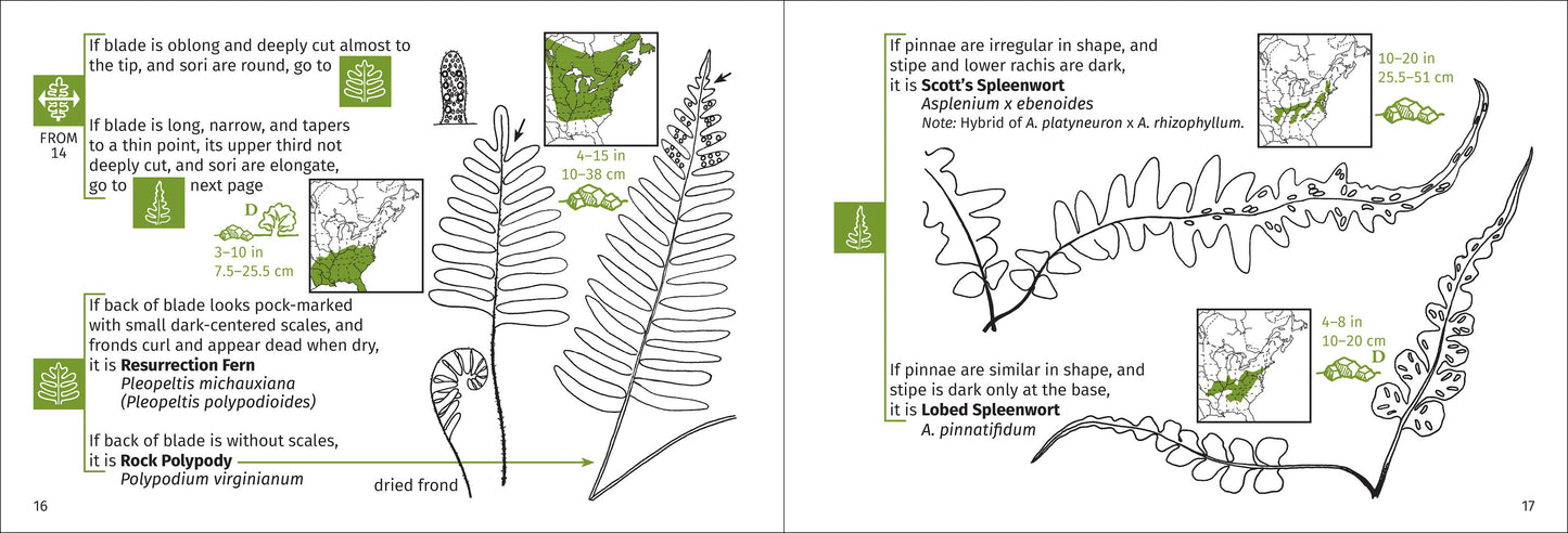 Fern Finder Eastern