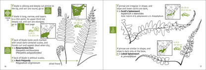 Fern Finder Eastern
