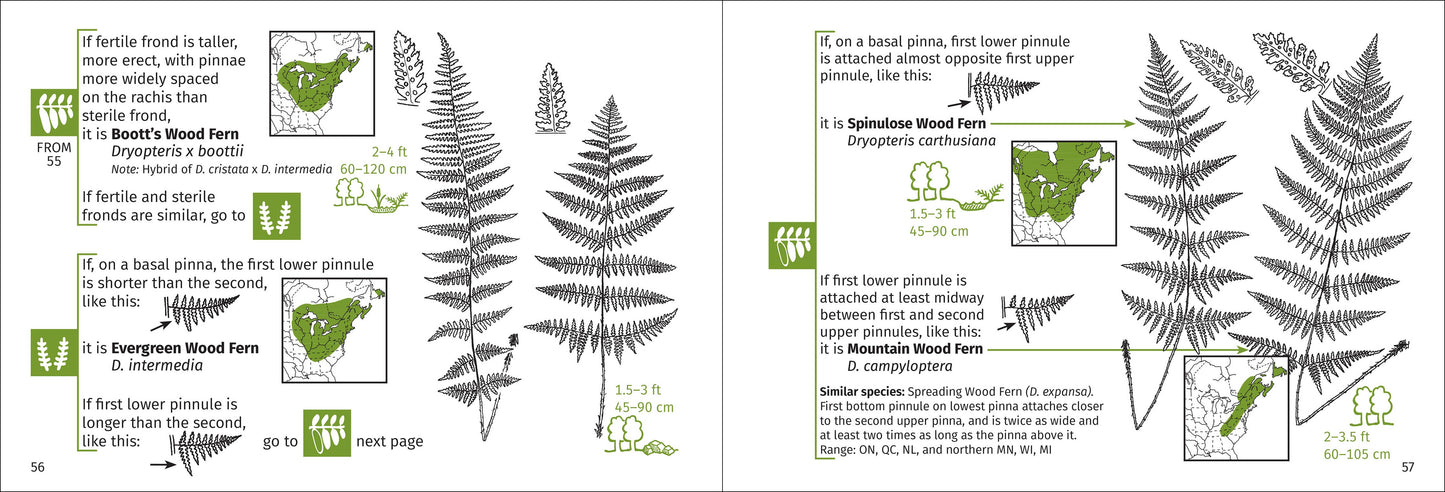 Fern Finder Eastern