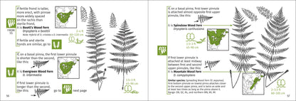 Fern Finder Eastern