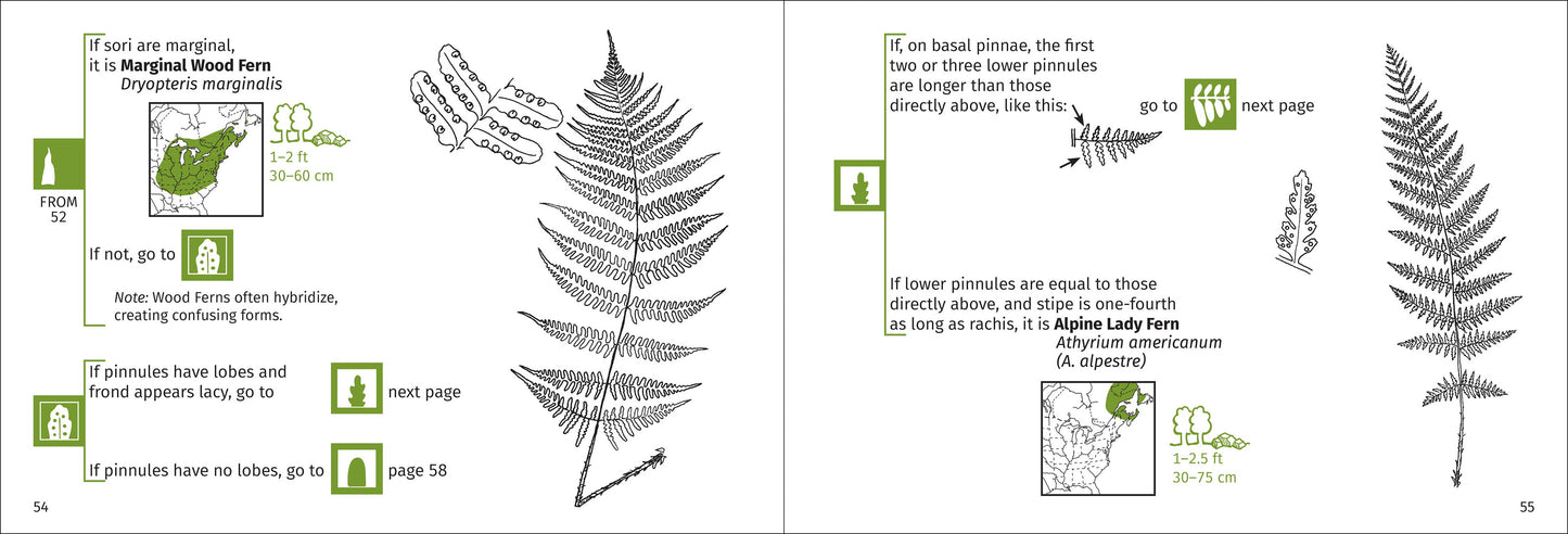 Fern Finder Eastern