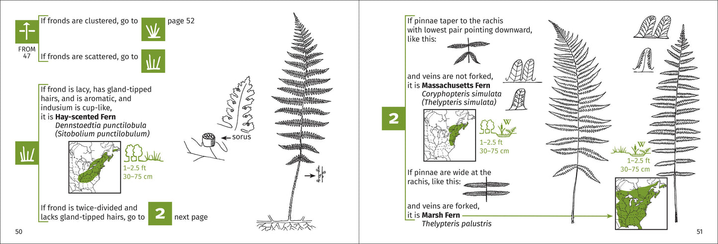 Fern Finder Eastern