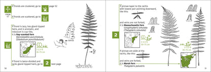 Fern Finder Eastern
