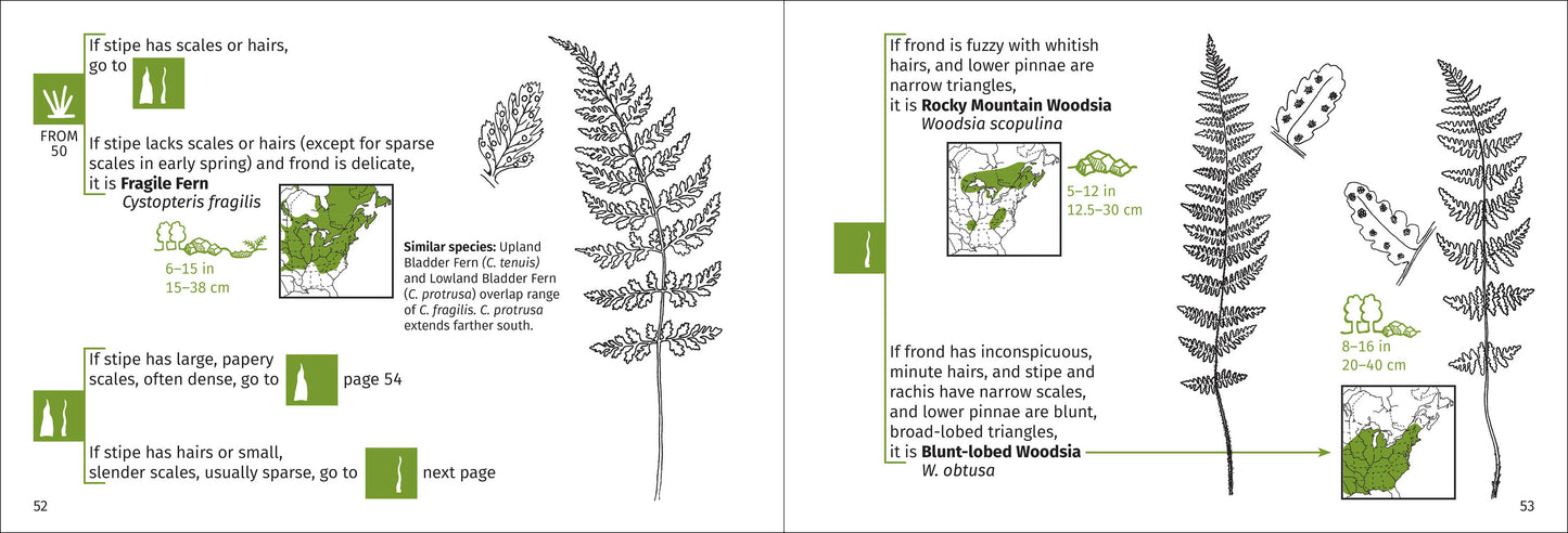 Fern Finder Eastern