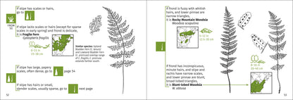 Fern Finder Eastern