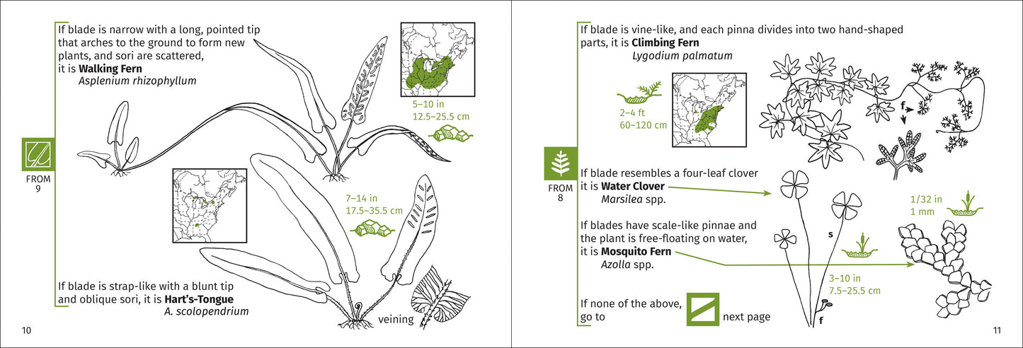 Fern Finder Eastern