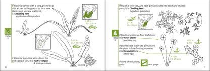 Fern Finder Eastern