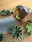 Safari Play Mat Playscape
