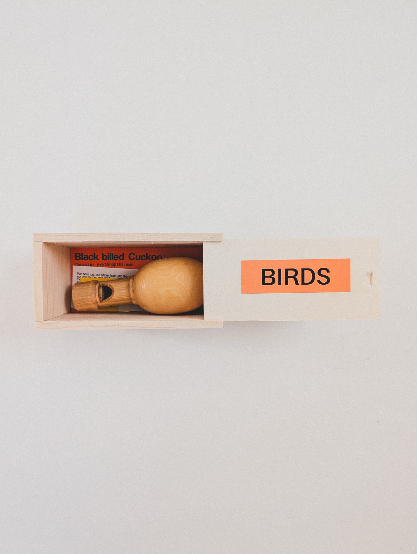 Black Billed Cuckoo Bird Call